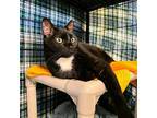 Cherry Lime Domestic Shorthair Adult Male