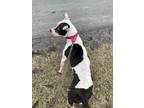 Baby American Pit Bull Terrier Adult Female