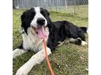 Tagalong Border Collie Young Male