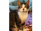 Jerry Domestic Shorthair Adult Male