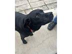 Piper Labrador Retriever Adult Female