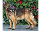 Marz von Miesbach German Shepherd Dog Young Male