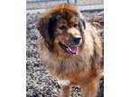 Daeni Tibetan Mastiff Senior Female