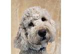 Milo Goldendoodle Young Male