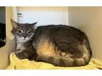 Maimie Domestic Shorthair Adult Female