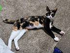 Cardi - In Foster Domestic Shorthair Young Female
