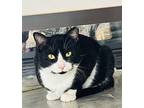 Melvin Domestic Shorthair Young Male
