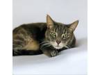 Adopt Riley a Domestic Short Hair