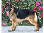 Pablo von Polle German Shepherd Dog Adult Male