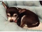 Waldo Chihuahua Senior Male