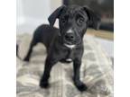 Adopt Ace a Labrador Retriever