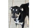 Adopt Cosmo - Como litter of 9 a Husky, Australian Shepherd