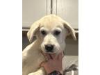 Adopt Aspen - Como litter of 9 a Husky, Australian Shepherd