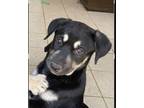 Adopt Nero - Como litter of 9 a Husky, Australian Shepherd