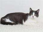 LOLA Domestic Shorthair Adult Female