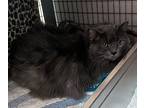 Miss Kitty Domestic Longhair Senior Female