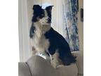 Chance Australian Shepherd Young Male