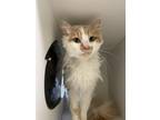 Oompa Loompa Domestic Longhair Adult Male