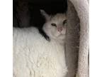 Suki Domestic Shorthair Senior Female