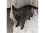 Cheerios Domestic Shorthair Young Female