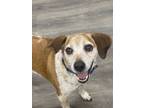 Adopt Thunder a Beagle, Australian Cattle Dog / Blue Heeler