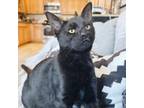 Adopt Dash *bonded with Donnie* a Domestic Short Hair