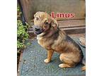 Linus (Rio) German Shepherd Dog Young Male
