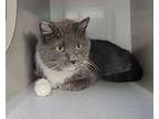 Wally Domestic Shorthair Adult Female