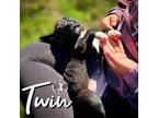 Twin Vazquez Labrador Retriever Puppy Male