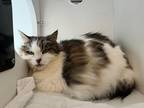 Molly Domestic Longhair Adult Female