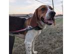 Adopt Rusty a Beagle, Hound