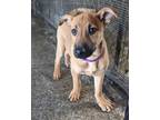 Adopt Hansel a German Shepherd Dog, Mixed Breed