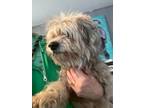 Adopt Hamilton a Shih Tzu, Mixed Breed