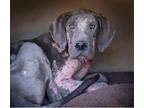 Adopt Ryder a Great Dane