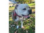 Nala American Bulldog Adult Female