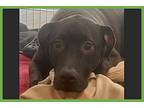 Dude Labrador Retriever Young Male