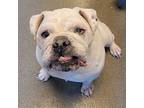 Maximus English Bulldog Male