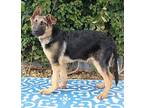 Brady von Benz German Shepherd Dog Puppy Male