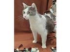 Trix Domestic Shorthair Young Female