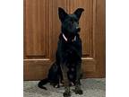 Jayden German Shepherd Dog Young Female