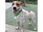 Adopt Brutus a Australian Cattle Dog / Blue Heeler