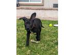 Adopt Ozzy a Labrador Retriever