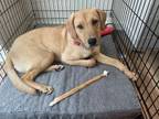 Adopt *Banjo - Pending a Labrador Retriever