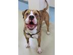 Hercules English Bulldog Adult Male