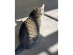 Briggs Domestic Shorthair Young Male