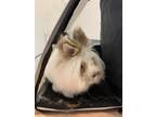 Adopt Axel a Lionhead