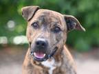 Adopt SLINKY a Plott Hound