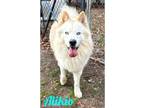 Adopt Alikio a Husky, Samoyed