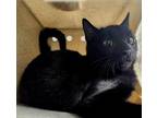 Obsidian (#S working cat) Domestic Shorthair Adult Male