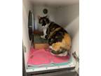 Lyla(sponsored adoption fee) Domestic Shorthair Adult Female